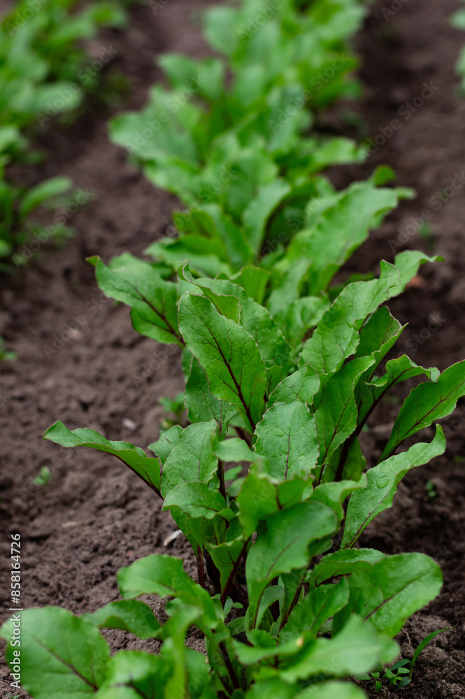A bed of young beet seedlings against fertile soil. Close up. Vertical crop. Selective focus. A bed of young beet seedlings against fertile soil. Close up. Vertical crop. Selective focus.