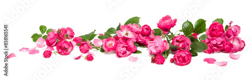 bed of roses, large bunch of colorful pink flowers, buds, petals and leaves loosely spread on a surface, isolated over a transparent background, love, Valentine's or botanical design element, PNG