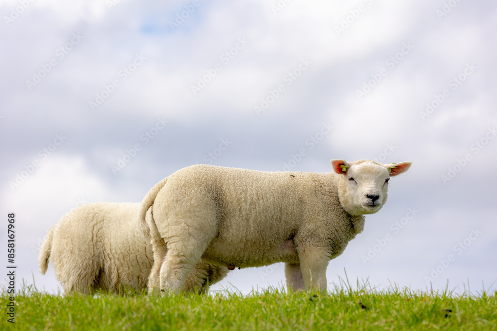 Obraz premium Typical spring landscape, Flock of domestic sheep or young and newborn lambs standing and nibbling grass on the field, Open farm with green meadow on the dike, Texel island, Noord Holland, Netherlands