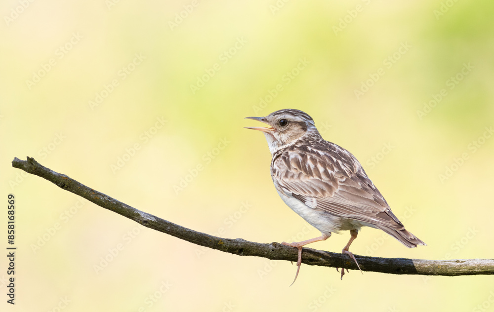 Woodlark, Lullula arborea. A bird sits on a branch on a flat background and sings Woodlark, Lullula arborea. A bird sits on a branch on a flat background and sings