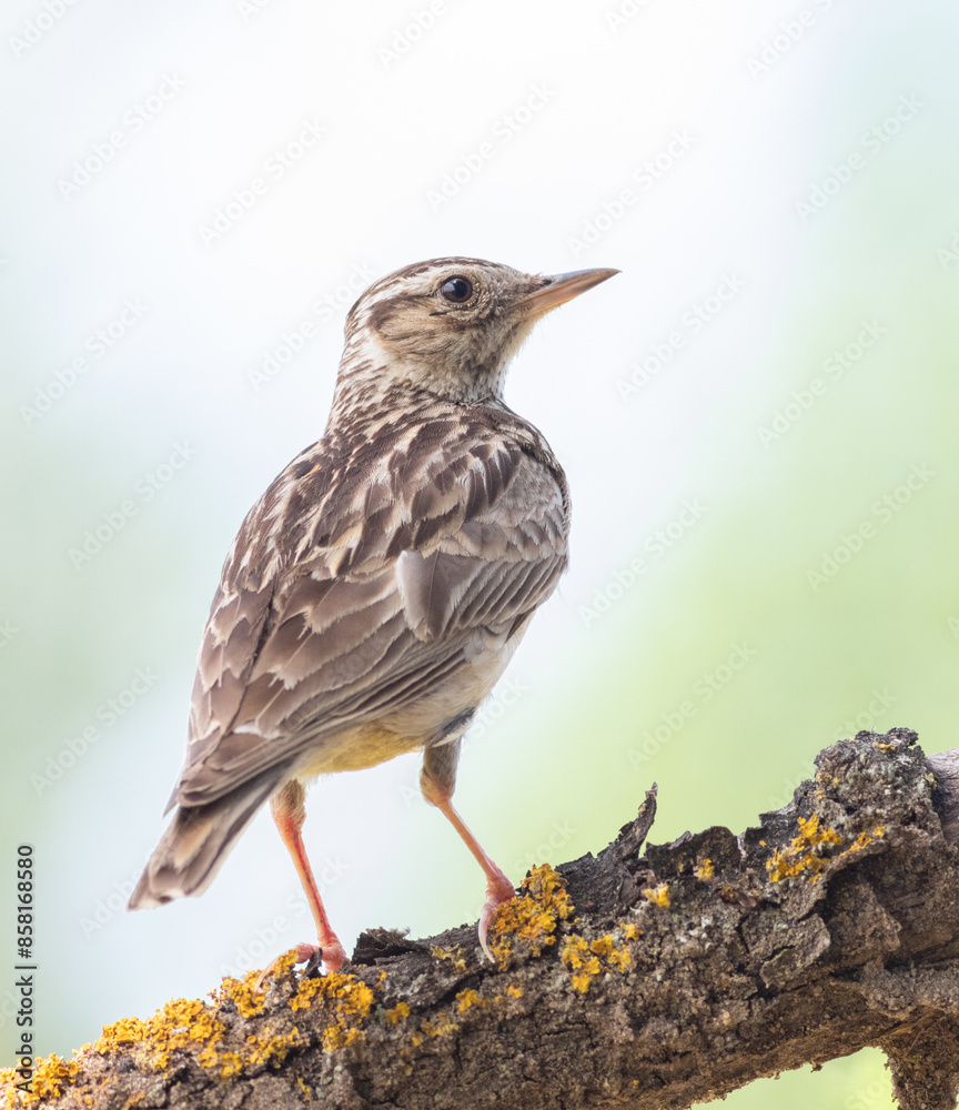 Woodlark, Lullula arborea. A bird sitting on a beautiful old branch, close-up of a bird Woodlark, Lullula arborea. A bird sitting on a beautiful old branch, close-up of a bird