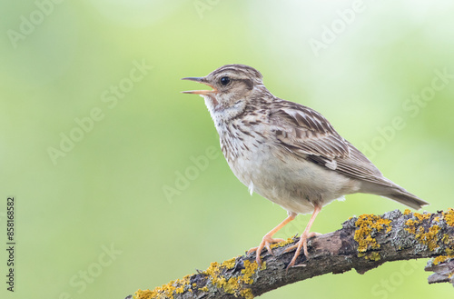 Woodlark, Lullula arborea. A bird sits on a beautiful branch on a flat background and sings