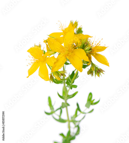 St. John's wort flowers isolated on white background. Hypericum flowers close up. Herbal medicine. Clipping path.