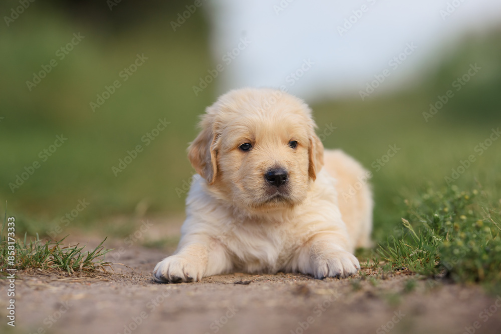 small dog golden retriever labrador puppy sitting on the road. dog for sale small dog golden retriever labrador puppy sitting on the road. dog for sale