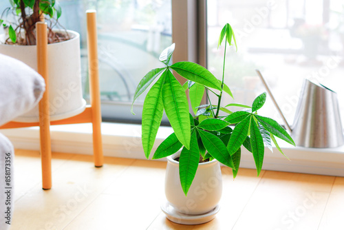 観葉植物（パキラ） photo