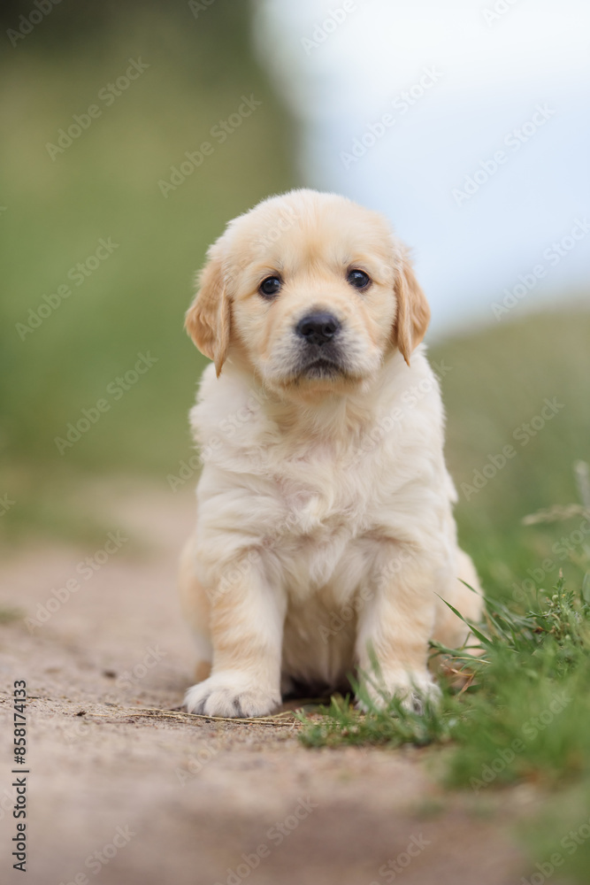 small dog golden retriever labrador puppy sitting on the road. dog for sale small dog golden retriever labrador puppy sitting on the road. dog for sale