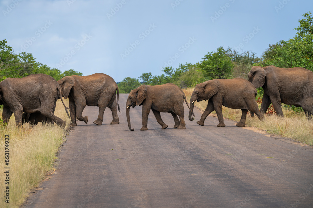 Elephants in the Kruger National Park, South Africa Elephants in the Kruger National Park, South Africa