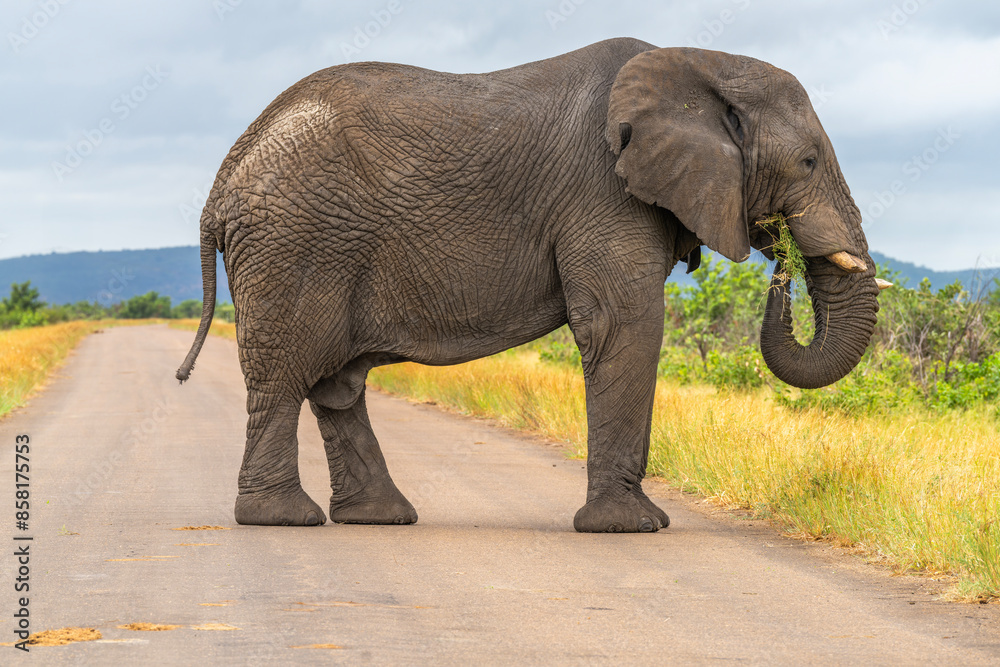 Fototapeta premium Elephants in the Kruger National Park, South Africa 