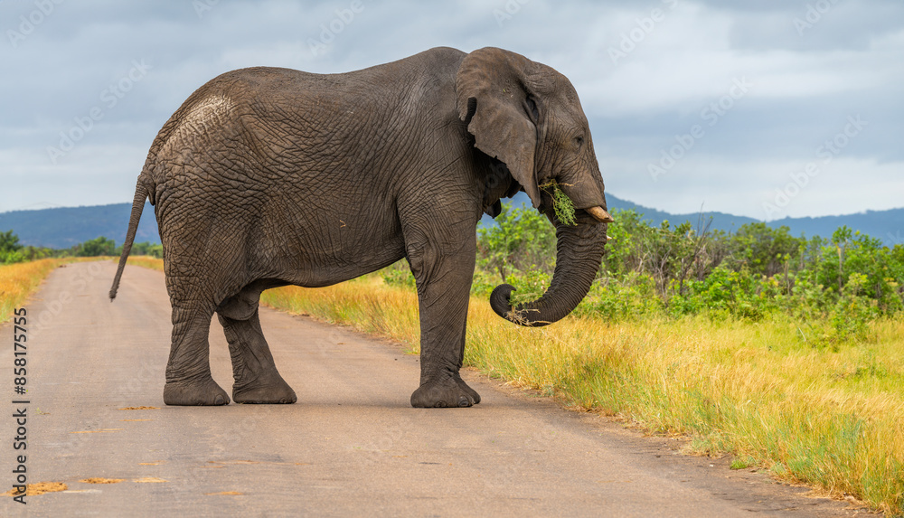 Obraz premium Elephants in the Kruger National Park, South Africa 