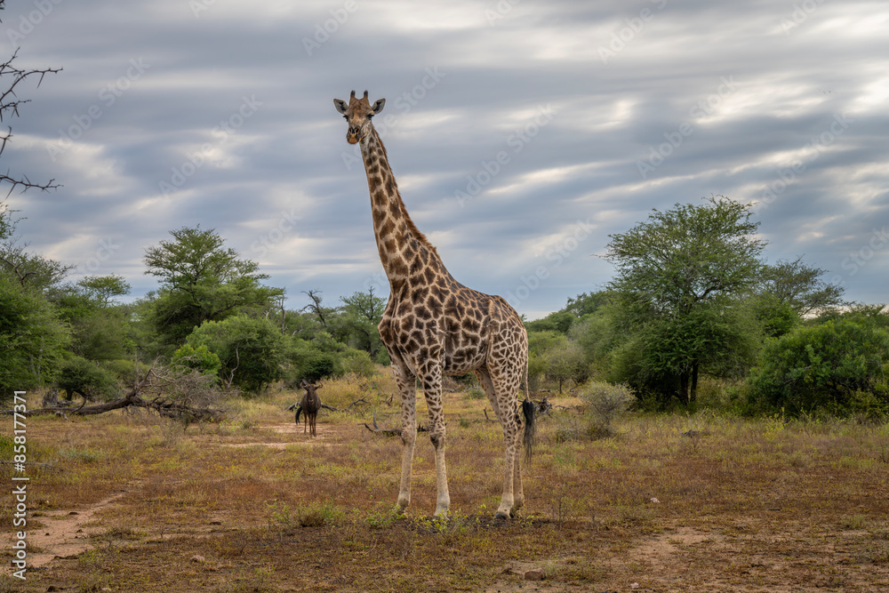 Obraz premium Giraffe in the Kruger National Park, South Africa 