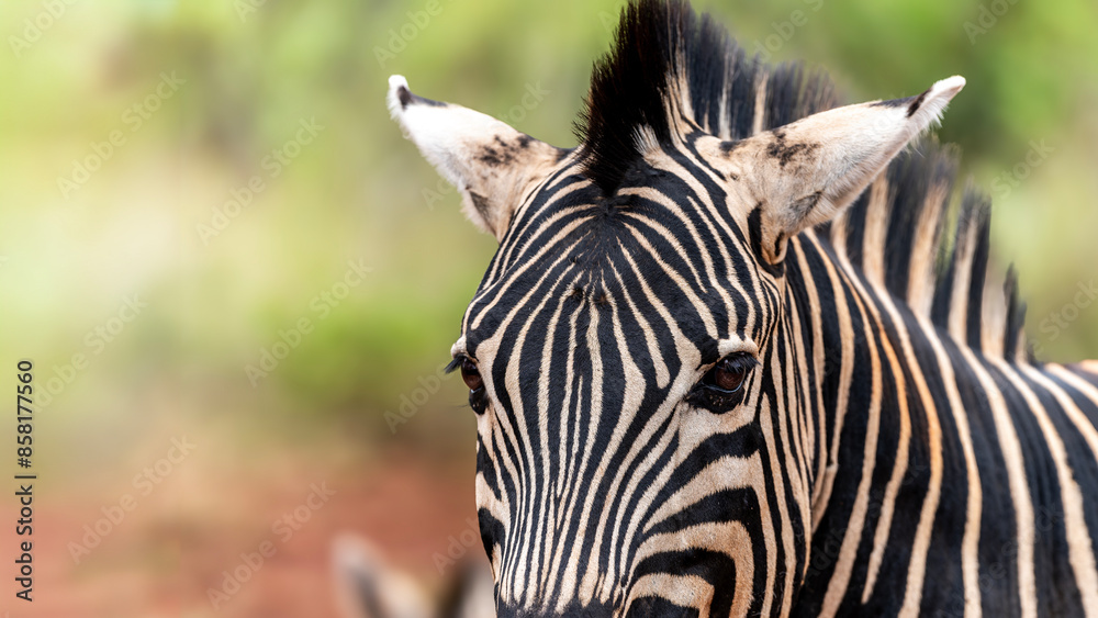 Naklejka premium Zebra in the Kruger National Park