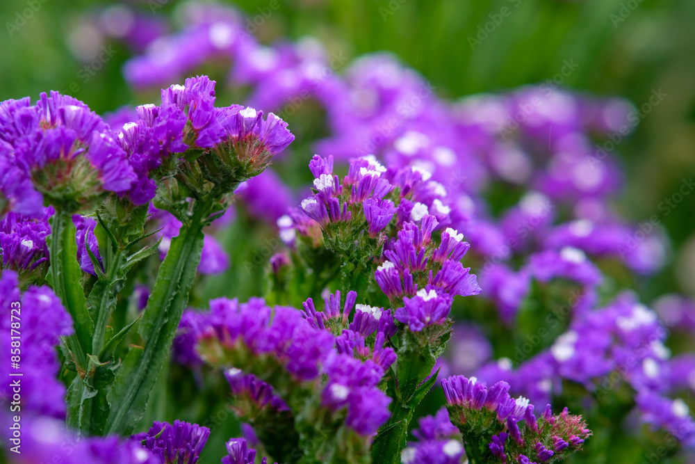 Sea lavender in Northern Blossoms garden in Atok Benguet Philippines. Sea lavender in Northern Blossoms garden in Atok Benguet Philippines.
