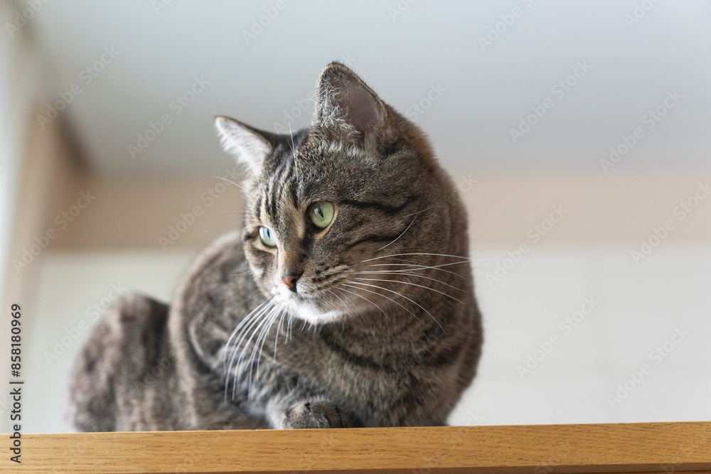 tabby domestic cute cat sits on the kitchen table. High quality photo tabby domestic cute cat sits on the kitchen table. High quality photo
