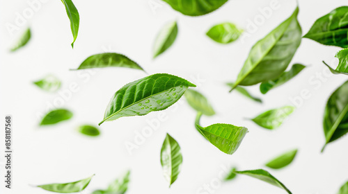 green tea leaves floating