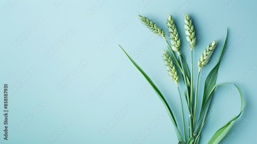 Obraz premium Green young wheat ear over plain blue background