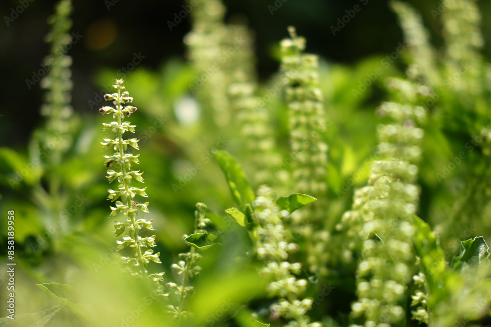 Blooming holy basil vegetables plant. copy space Blooming holy basil vegetables plant. copy space