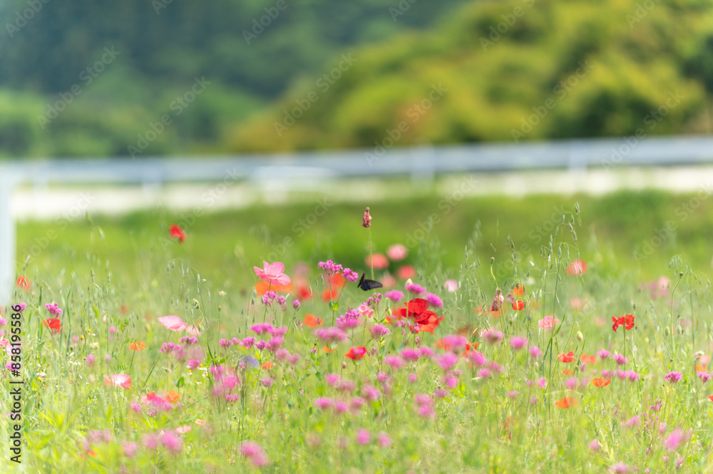 Obraz premium 満開のポピー