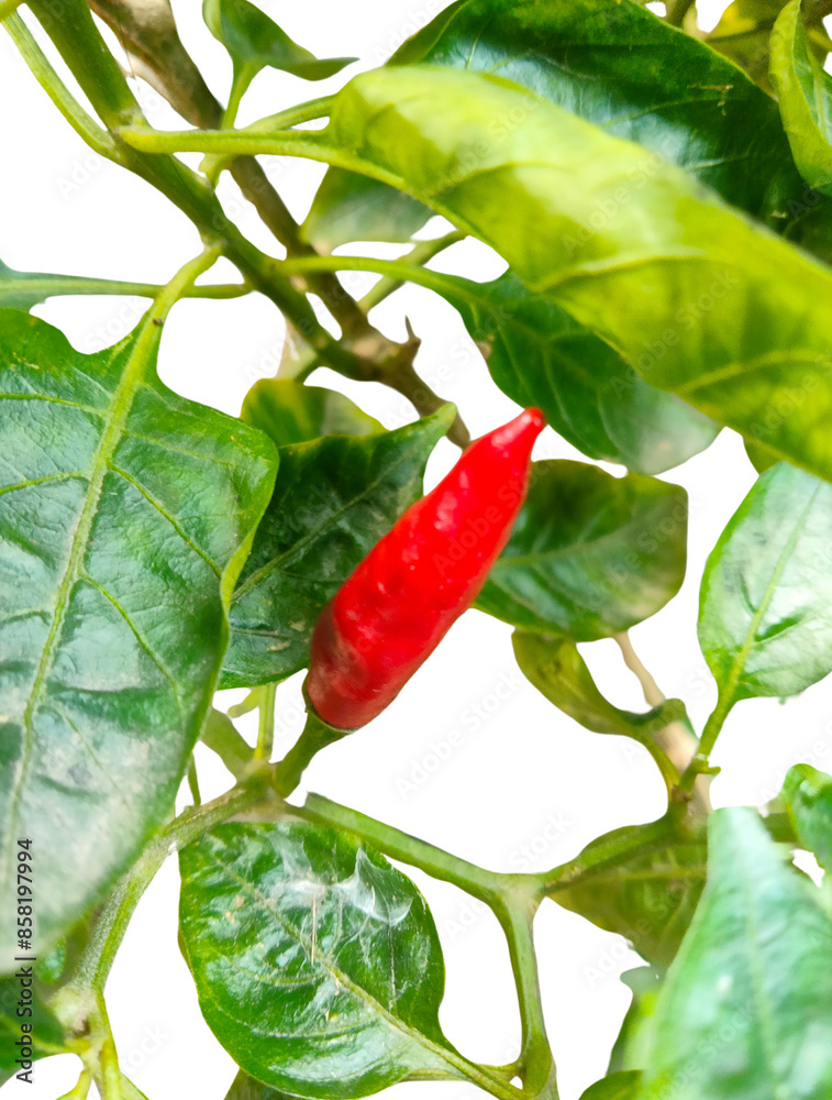 Close Up Red chili peppers on the tree isolated on white background. Bird's eye chili. Close Up Red chili peppers on the tree isolated on white background. Bird's eye chili.