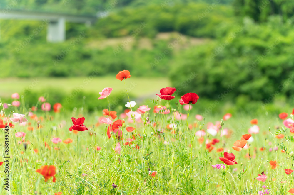 Fototapeta premium 満開のポピー