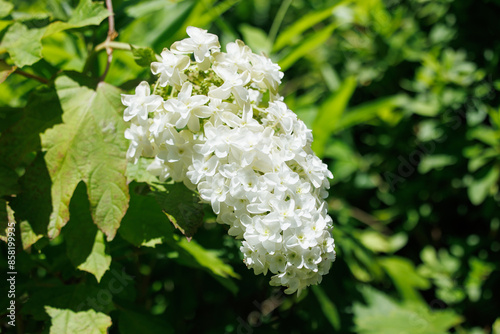 カシワバアジサイ　花の房が細長い紫陽花