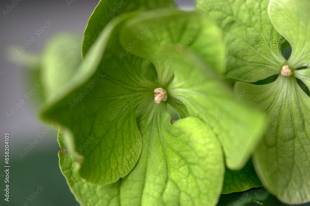 Green hydrangea flower close up