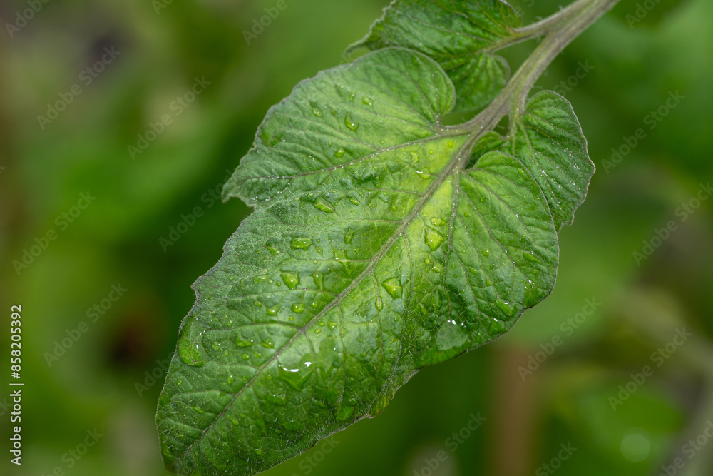 Obraz premium Wet leaf of the tomato plant with water drops
