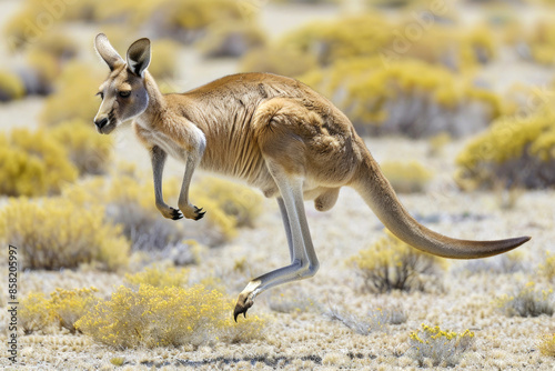A kangaroo hops across the Australian outback, mid-air with legs extended