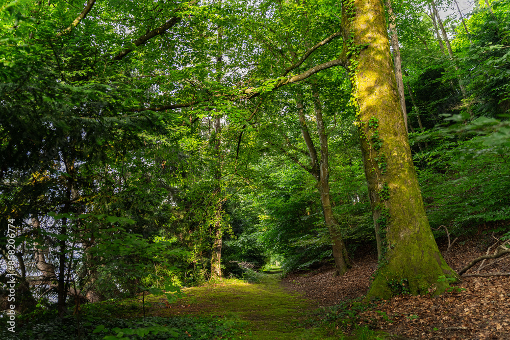 Ruhiger Waldweg mit üppiger Bepflanzung im Sonnenlicht Ruhiger Waldweg mit üppiger Bepflanzung im Sonnenlicht