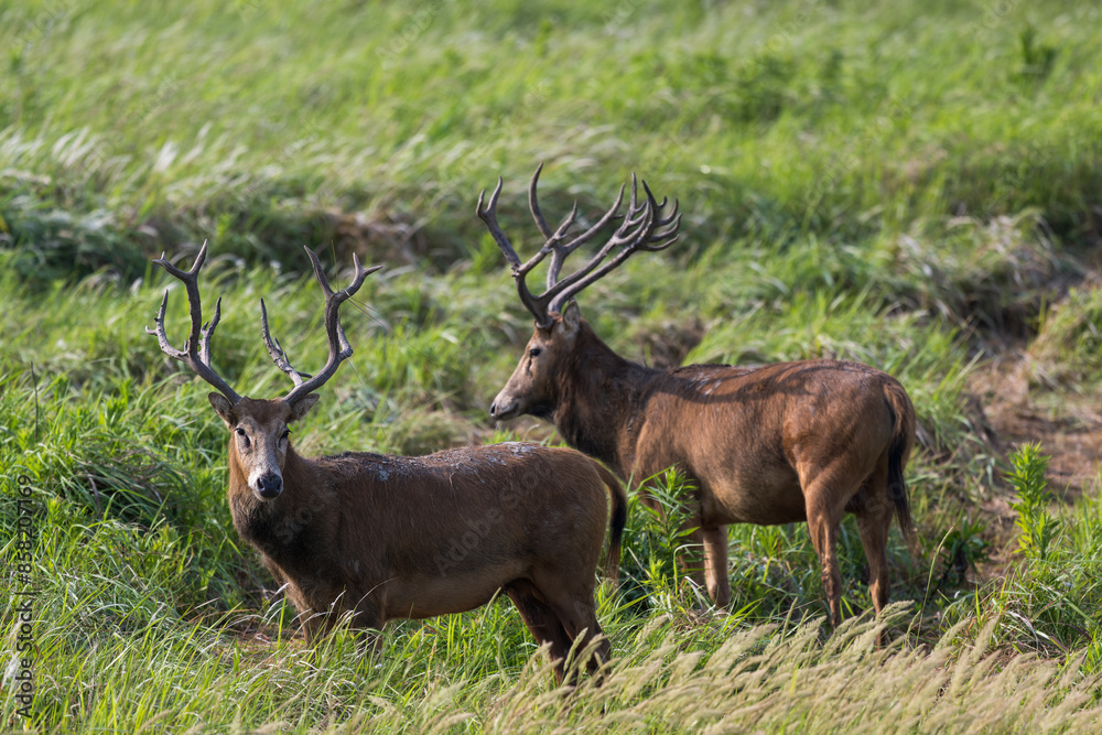 Obraz premium Two wild elk on guard.