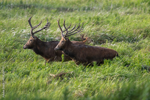 Two elk walking side by side in grass photo