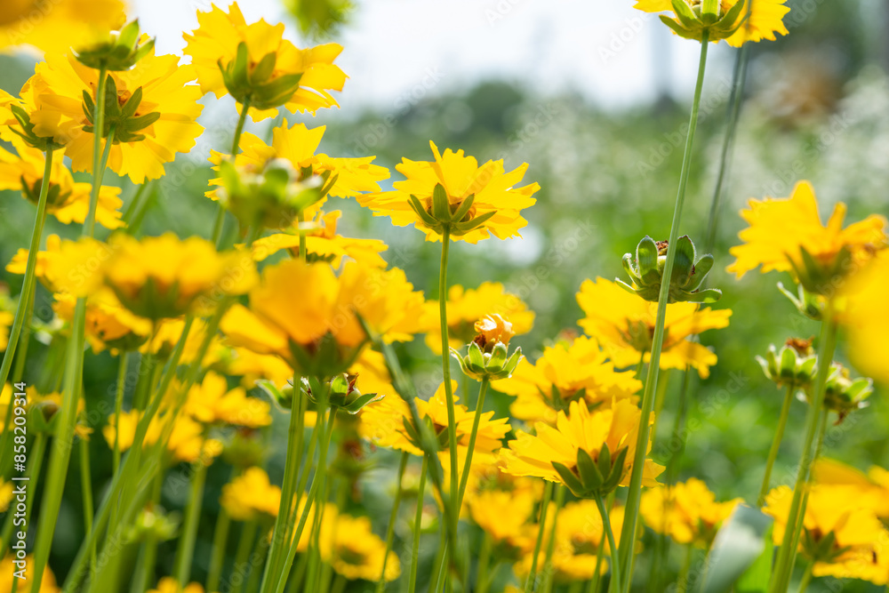 coreopsis (tickseed) blossoms in bright sunlight with defocused background coreopsis (tickseed) blossoms in bright sunlight with defocused background