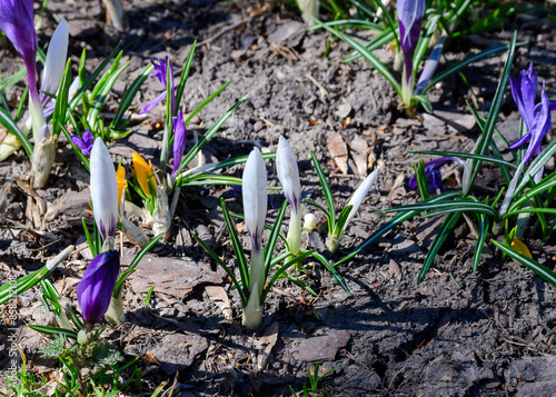 Spring flowers barely emerging from the ground photo