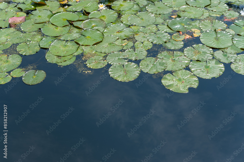 lily pads mirror the sky, serene in their solitary water haven lily pads mirror the sky, serene in their solitary water haven