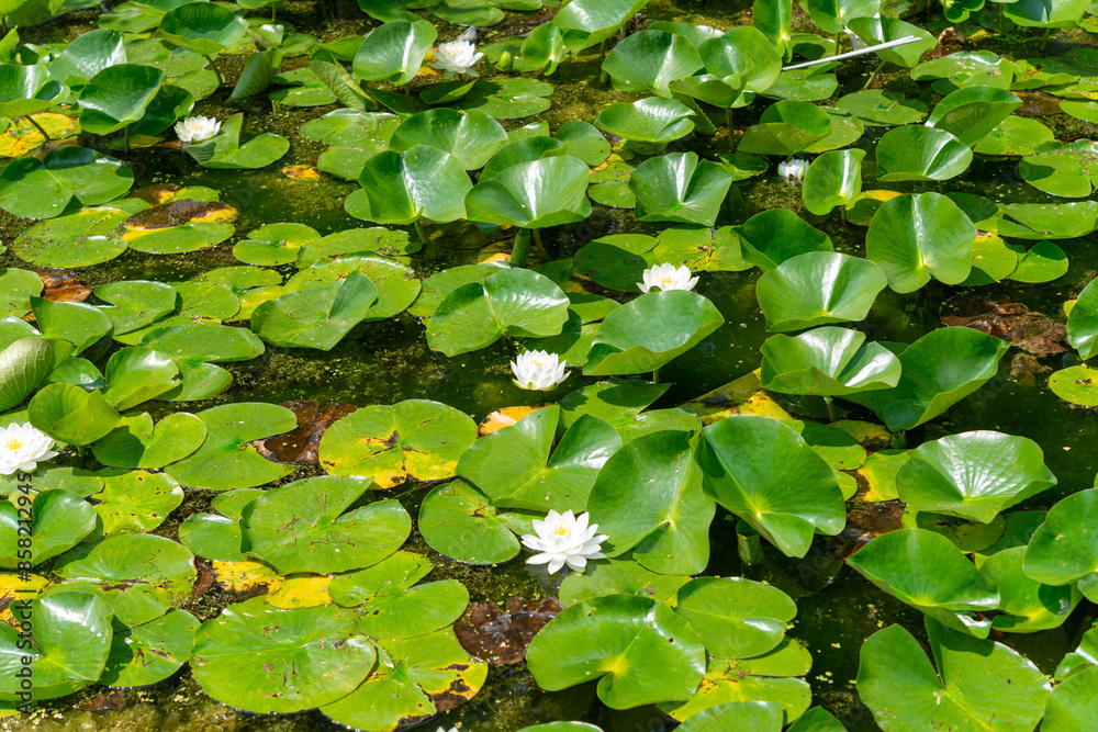 lily pads with scattered blooms create a serene water garden scene lily pads with scattered blooms create a serene water garden scene
