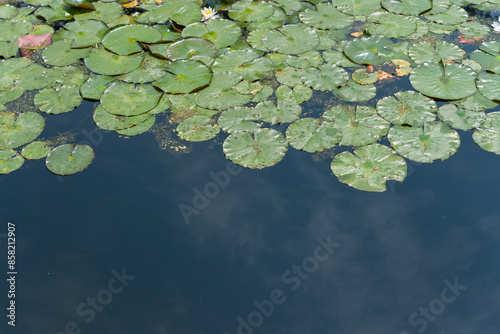 Fotografi lily pads mirror the sky, serene in their solitary water haven