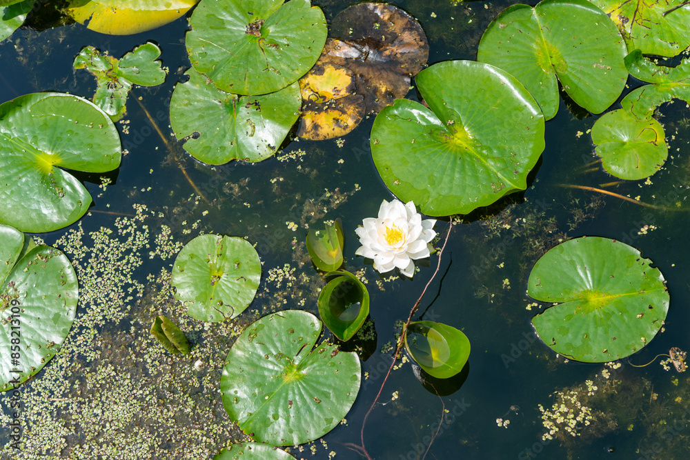 duckweed and lily pads mingle, painting a tranquil water tapestry duckweed and lily pads mingle, painting a tranquil water tapestry