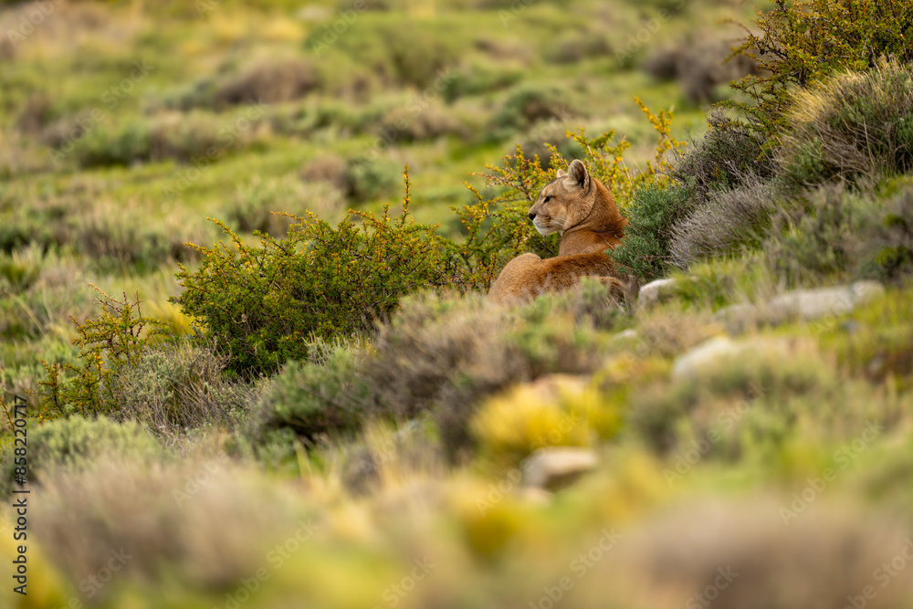 Puma lies among bushes on grassy slope Puma lies among bushes on grassy slope