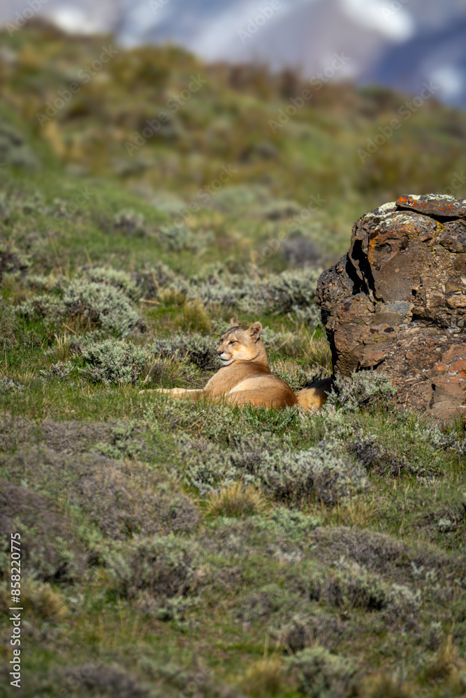 Obraz premium Puma lies by rock in pre-Andean scrubland