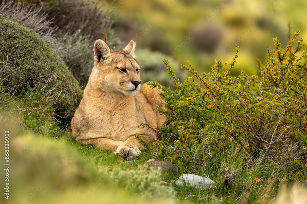 Puma lies in thick undergrowth on hillside Puma lies in thick undergrowth on hillside