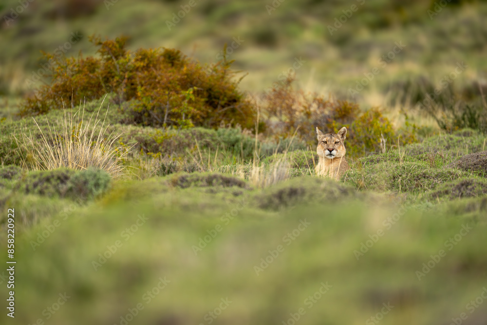 Puma lies poking head up over bushes Puma lies poking head up over bushes