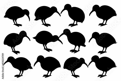 Kiwi Bird Silhouette Vector set, set of kiwi bird animal Vector illustration


