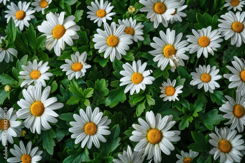 A field of white daisies with green leaves