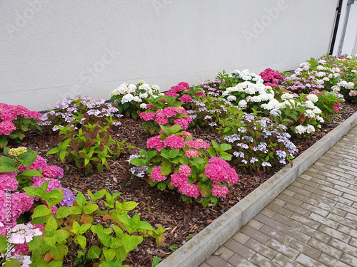 Hortensie und Tellerhortensie photo