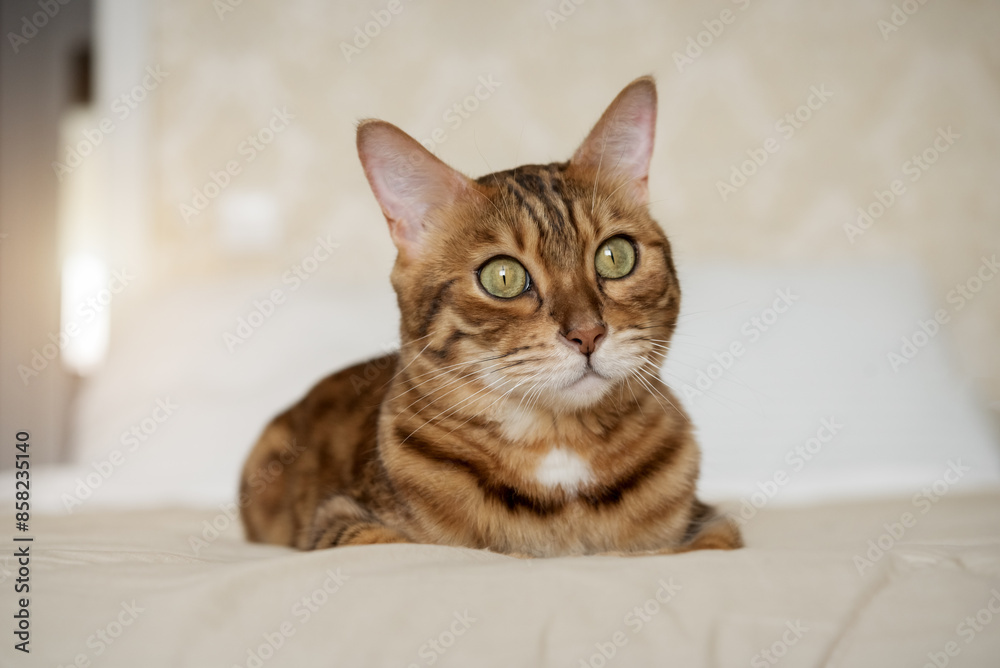 A red Bengal cat lies on the bed at home. A red Bengal cat lies on the bed at home.