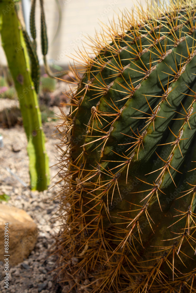 Close up of barrel cactus in desert garden Close up of barrel cactus in desert garden
