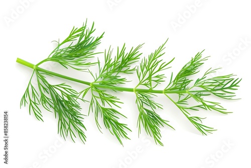Sprig of dill on a white background