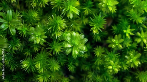 Macro shot of vibrant green moss texture on a forest floor