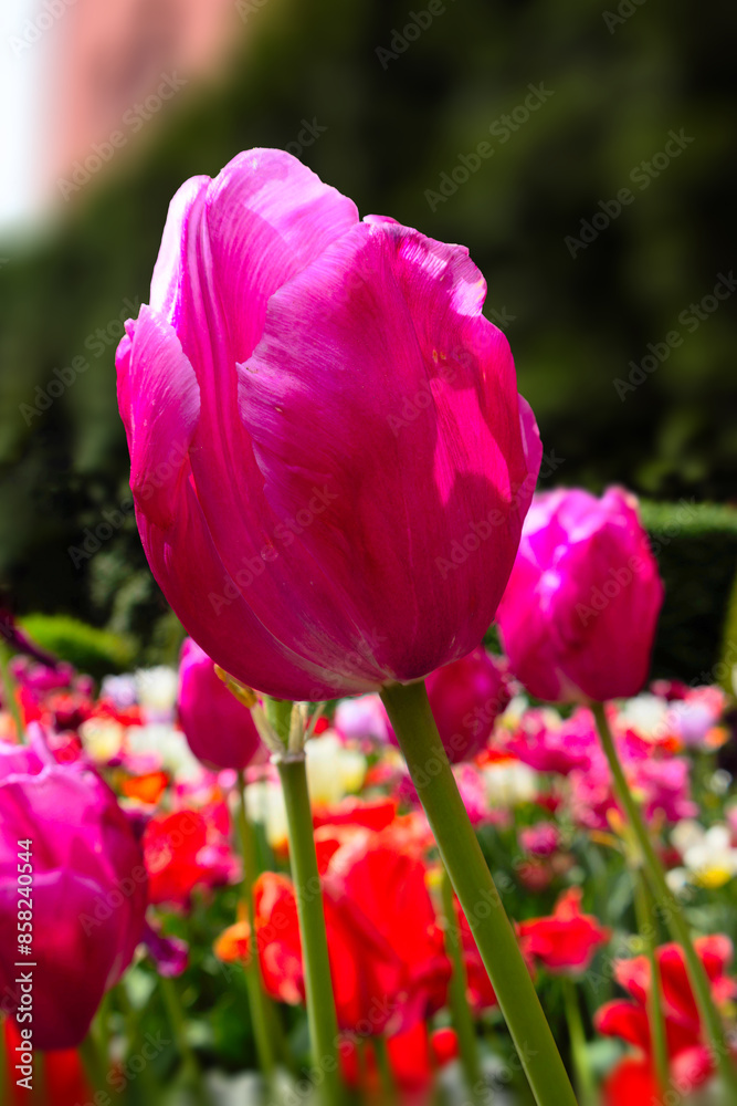 Pink tulip in garden of flowers Pink tulip in garden of flowers