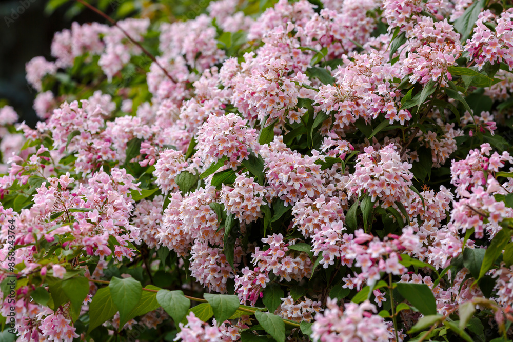 Kolkwitzia amabilis , a deciduous shrub that blooms profusely with bell-shaped flowers Kolkwitzia amabilis , a deciduous shrub that blooms profusely with bell-shaped flowers