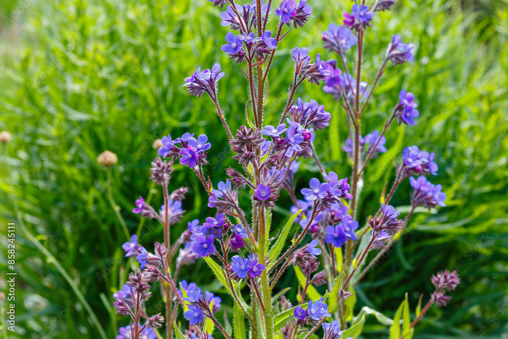 Obraz premium Italian oxwort , or Italian Anchusa ( lat. Anchusa azurea ) is a perennial plant of the Borage family